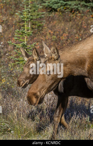 Alci (Alces alces) Bella e ricca, marrone femmina coloed & vitello, nel loro habitat naturale, in cerca di cibo e alimentazione. Foto panoramica. Kananaskis Parco Provinciale, Alberta, Canada Foto Stock