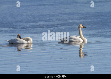 Trumpeter Swan (Cygnus buccinatore) Bella coppia di bianco Trumpeter cigni, preening in un lago blu. Rurale, Alberta, Canada Foto Stock