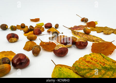 Foglie e castagne e ghiande isolati su sfondo bianco Foto Stock