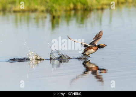 Cornuto svasso (Podiceps auritus) piuttosto con brillanti colori, occhi rossi e distintivo in tufo biondo, di questo duck, come si prende il volo da habitat di prateria slough. Vicino a Calgary, Alberta, Canada Foto Stock