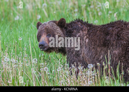 Orso grizzly maschio (Ursus arctos horribilis) maschio orso grizzly, alimentando in una montagna prato, Tarassaco. Kananaskis, Alberta, Canada Foto Stock