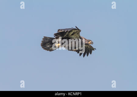 Aquila reale (Aquila chrysaetos) piena apertura alare, come aquila vola in cerca di cibo., Cranbrook, British Columbia, Canada Foto Stock