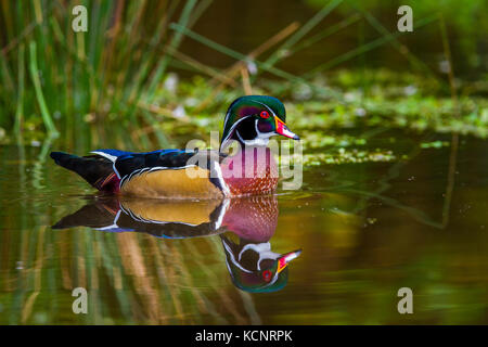 Anatra di legno (Aix sponsa) nuoto e in cerca di cibo. Stanley Park, Vancouver, British Columbia, Canada Foto Stock