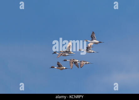 Northern Pintail (Anas acuta) pittoresco anatra in volo. Inverlake Road, Alberta, Canada Foto Stock