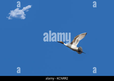 Northern Pintail (Anas acuta) pittoresco anatra in volo. Inverlake Road, Alberta, Canada Foto Stock