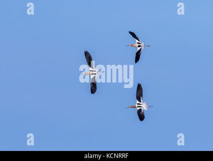 American Avocet (Recurvirostra americana) in volo, contro il cielo blu,, shorebird colorati. Rural Alberta, Canada Foto Stock