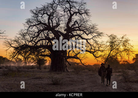 Angola. 24 luglio 2016. Gigantesco albero di baobab al tramonto vicino alla città di Xangongo, Angola meridionale. Credit: Tariq Zaidi/ZUMA Wire/Alamy Live News Foto Stock