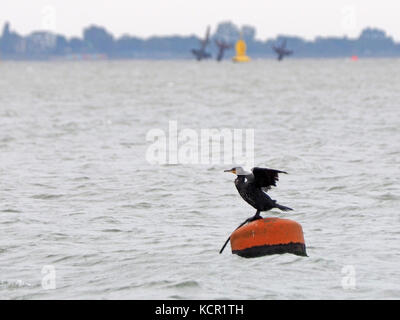 Sheerness, Kent, Regno Unito. Il 7 ottobre, 2017. Regno Unito Meteo: un mattino nuvoloso in Sheerness. Un cormorano asciuga le sue ali. Credito: James Bell/Alamy Live News Foto Stock