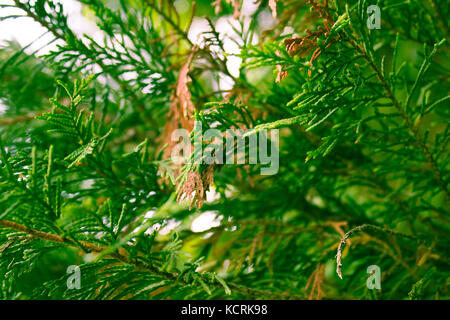 La terra, la natura di dominio, Virginia Beach, Virginia Foto Stock