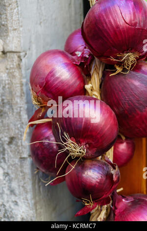 Mazzo di cipolle organico appeso alla parete Foto Stock