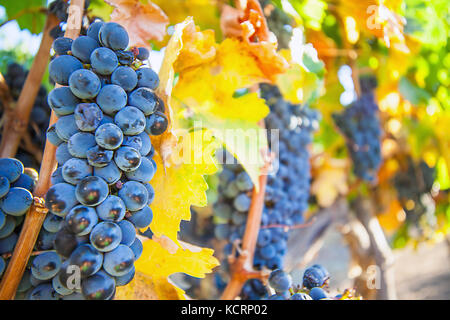 Vino rosso vino cresce in Sud Africa Foto Stock