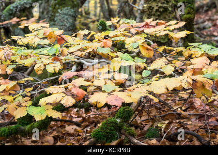 Comune di muschio di faggio tronco di albero (Fagus sylvatica) al Bosco in autunno Foto Stock