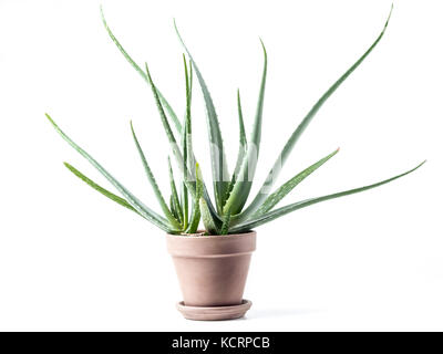 Aloe vera pianta in vaso di ceramica su sfondo bianco Foto Stock