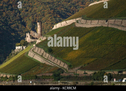 Settore vitivinicolo tedesco: Rheingau, Rüdesheimer Berg Schlossberg, Ehrenfels Castello, Rüdesheim, Germania Foto Stock