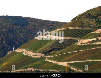 Settore vitivinicolo tedesco: Rheingau, Rüdesheimer Berg Schlossberg, Ehrenfels Castello, Rüdesheim, Germania Foto Stock