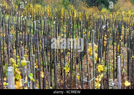 Settore vitivinicolo tedesco: vecchie vigne a Bernkasteler Doctor, Bernkastel-Kues, Mosel, Germania Foto Stock