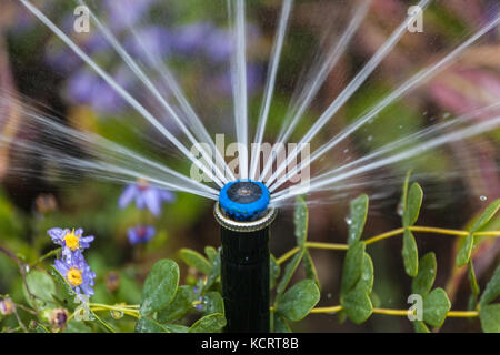 Irrigare il giardino spruzzando acqua dalla bocchetta, giardino irrigatore Foto Stock