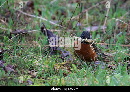 Un robin la raccolta di materiale di nesting Foto Stock