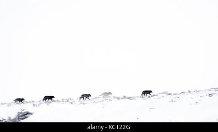 Lupo (Canis lupus) pack in esecuzione nella neve sul mountainridge, lamar Valley, il parco nazionale di Yellowstone, Wyoming montana, usa. Foto Stock