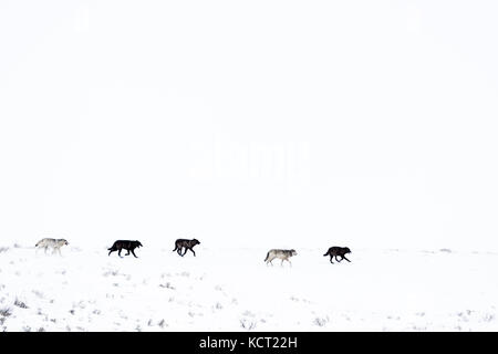 Lupo (Canis lupus) pack in esecuzione nella neve sul mountainridge, lamar Valley, il parco nazionale di Yellowstone, Wyoming montana, usa. Foto Stock