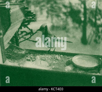 Un Blue Jay è appollaiato su un banco di alimentazione della finestra, che mostra il suo piumaggio e le sue abitudini di alimentazione in un ambiente naturale. Foto Stock