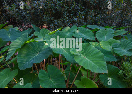 La terra, la natura di dominio, Virginia Beach, Virginia Foto Stock