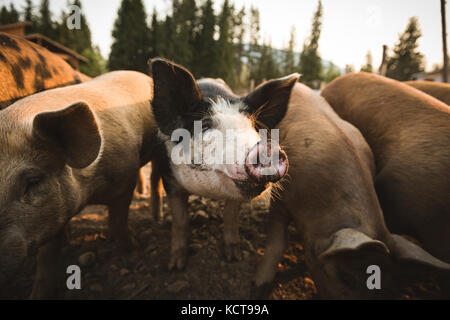 I suini a penna in una fattoria in una giornata di sole Foto Stock