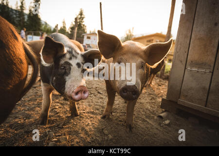 I suini a penna in una fattoria in una giornata di sole Foto Stock