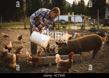 Agricoltore alimentazione dei maiali in una fattoria in una giornata di sole Foto Stock