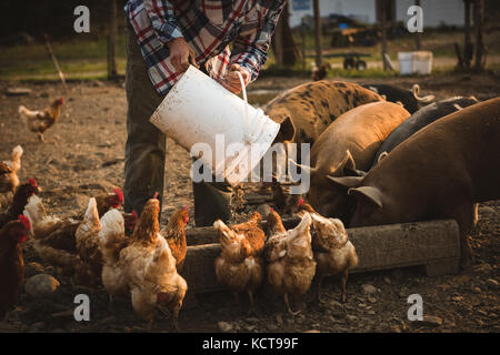 Agricoltore alimentazione dei maiali in una fattoria in una giornata di sole Foto Stock