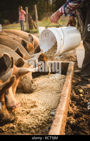 Sezione bassa di agricoltore alimentazione di suini in fattoria Foto Stock