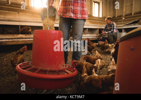 L'agricoltore femmina alimentazione galline in casa di pollo Foto Stock