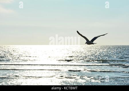 Gull con quantità di blu del cielo e del mare nel tramonto Foto Stock