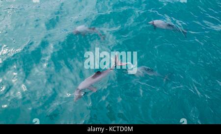 Hector delfini nel blu oceano vista da sopra.uno dei più piccoli delfini marini nel mondo, Hector's delfini crescere non più di 1,5 m di lunghezza.su Foto Stock