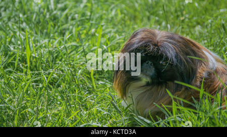 Pekingese in erba Foto Stock