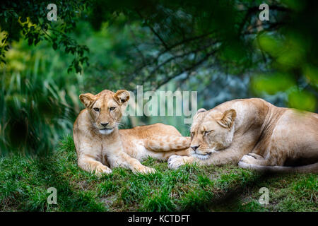 Due donne di Barbery lion (Panthera leo leo) la vita selvatica animale Foto Stock