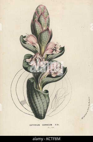 Satyrium carneum orchid. handcolored litografia dal LOUIS VAN HOUTTE e Charles Lemaire di fiori dei giardini e serre di Europa, flore des serres et des jardins de l'Europe, Gand, Belgio, 1867-1868. Foto Stock