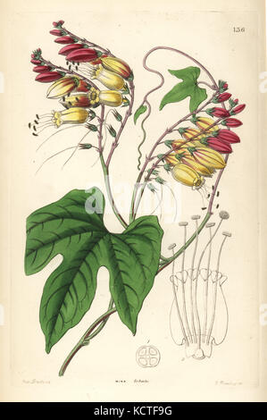 Spanish flag o il fuoco della vigna, Ipomoea lobata (lobo-lasciava mina, Mina lobata). Handcolored incisione su rame di G. Barclay dopo Miss Sarah Drake da John Lindley e Robert dolce ornamentali del Giardino di fiori e di arbusti, G. Willis, Londra, 1854. Foto Stock