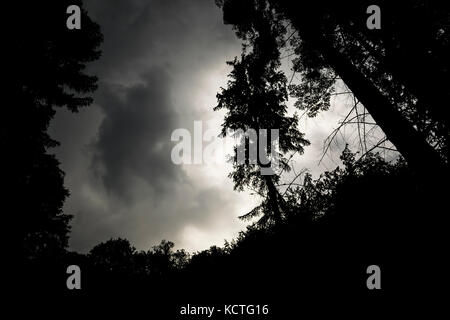 Basso angolo vista di pino sagome contro il cielo in tempesta Foto Stock