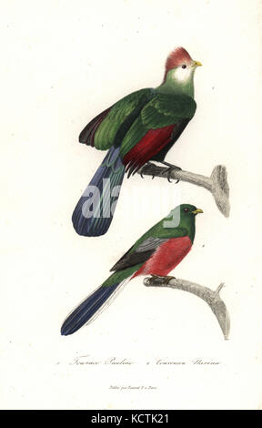 Rosso-crested's Turaco, Tauraco erythrolophus e Narina Trogon, Apaloderma narina (Narina Trogon). Handcolored incisione su rame dal rene Primevere della lezione completa de Buffon, Pourrat Freres, Parigi, 1838. Foto Stock