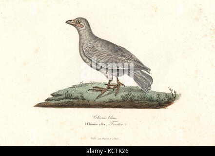 Snowy sheathbill, Chionis albus. Handcolored incisione su rame dal rene Primevere della lezione completa de Buffon, Pourrat Freres, Parigi, 1838. Foto Stock