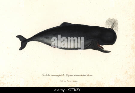 Capodoglio, Physeter macrocephalus. Handcolored incisione su rame dal rene Primevere della lezione completa de Buffon, Pourrat Freres, Parigi, 1838. Foto Stock