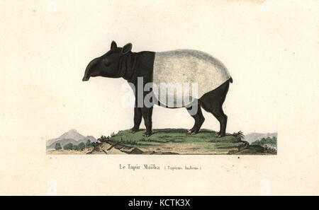 Il tapiro: la malese, Tapirus indicus. In via di estinzione. Handcolored incisione su rame dal rene Primevere della lezione completa de Buffon, Pourrat Freres, Parigi, 1838. Foto Stock