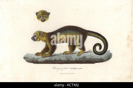 Kinkajou, Potosí flavus. Handcolored incisione su rame dal rene Primevere della lezione completa de Buffon, Pourrat Freres, Parigi, 1838. Foto Stock