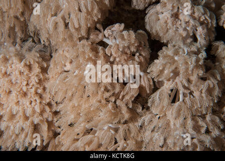 Anthelia sp., Xeriidae, Octocorallia, Alcyonacea, soft coral, Sharm el-Sheikh, Mar Rosso, Egitto Foto Stock