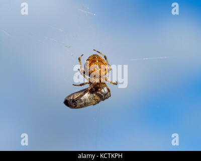 Ragno a quattro punti ORB-weaver Araneus quadratus con preda Foto Stock