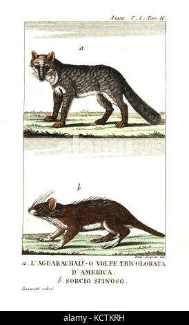 Pampa fox o aguarachay, Lycalopex gymnocercus, e spinose o ratto casiragua, Proechimys guairae. Dopo Felix de Azara's Voyages dans l'Amerique Meridionale. Incisione su rame da Dell'Acqua handcolored da Lazaretti da Giovanni Battista Sonzogno la Raccolta de Viaggi piu interessanti, Milano, 1815. Foto Stock