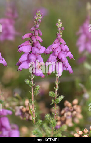 Il Dorset heath - Erica ciliaris Foto Stock