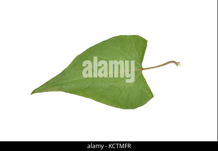 Ceduo-centinodia - fallopia dumetorum Foto Stock