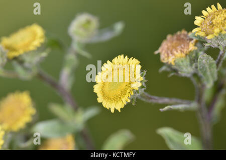 Piccolo - fleabane pulicaria vulgaris Foto Stock